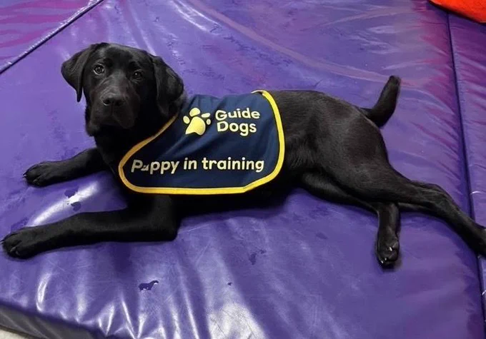 Photo shows a black Labrador puppy wearing its Guide Dog Puppy in Training jacket, lying on a mat