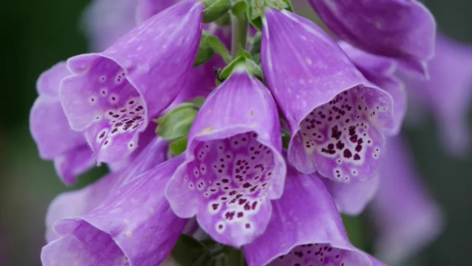 Photo of some purple foxgloves