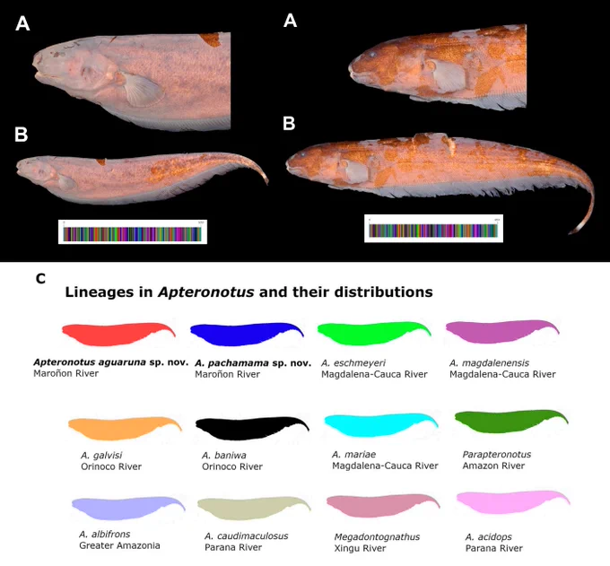 C. David de Santana, Luiz Antônio Wanderley Peixoto, Guilherme Moreira Dutra, Casey B. Dillman "Two New Species of Sexually Dimorphic Ghost Electric Knifefishes (𝐴𝑝𝑡𝑒𝑟𝑜𝑛𝑜𝑡𝑢𝑠: Apteronotidae: Gymnotiformes) from the Andes of Northern Peru: Interrelationships and Biogeography," Ichthyology & Herpetology, 114(2), 240-256, (4 June 2026). DOI: https://doi.org/10.1643/i2025059