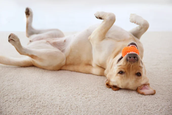 Yellow lab laying on back with ball in mouth inside