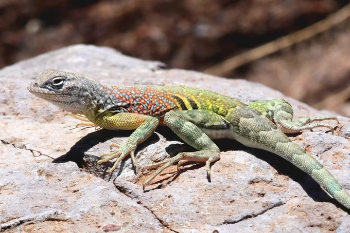 Greater Earless Lizard (Cophosaurus texana) Socorro County,  New Mexico 