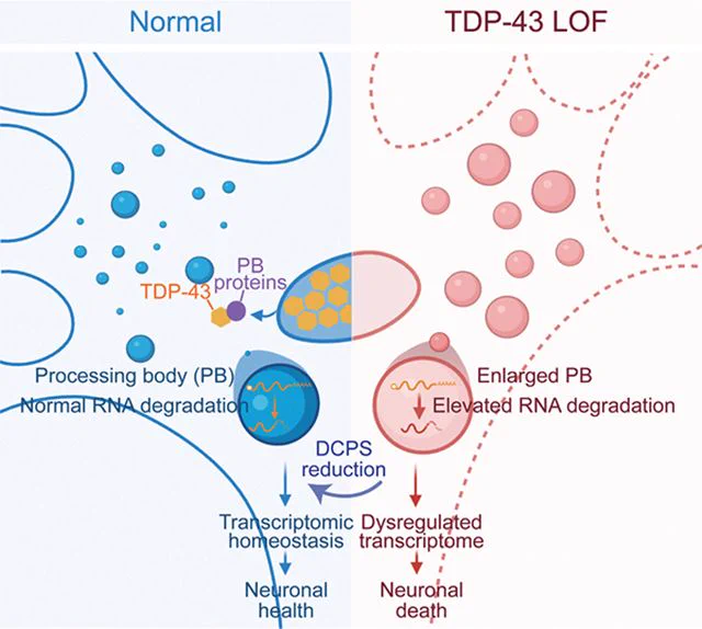 Figure from Neuron paper on TDP-43 proteinopathy and DCPS