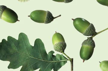 Acorns and an oak leaf are scattered on a light green background.
