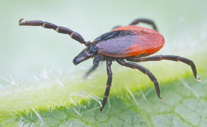 A extreme close-up macro photograph of a Castor Bean Tick (Ixodes ricinus) perched on the edge of a vibrant green leaf. The small, reddish-brown arachnid is in a "questing" pose, clinging to the vegetation with its rear legs while extending its front legs outward into the air to detect a host. The background is softly blurred with natural green foliage, making the sharp details of the tick's body stand out.