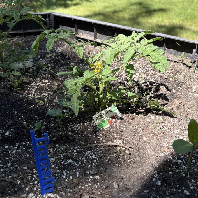 Tomato plants.