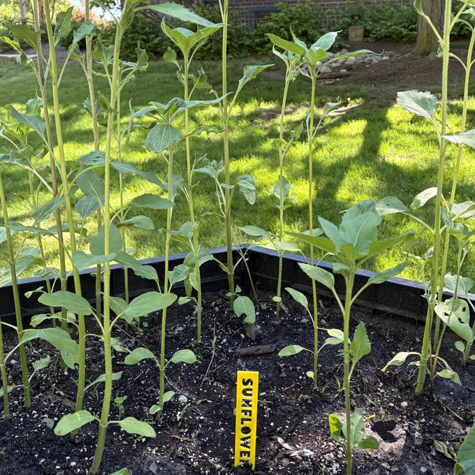 Sunflower plants.
