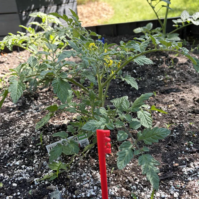 Basil plants.