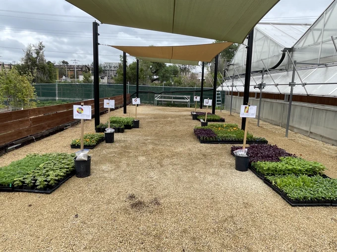 A garden area with various trays of seedlings on the ground, each labeled with signs. Overhead, two shade cloths provide cover. A greenhouse structure is visible on the right, and a fence encloses the garden in the background.