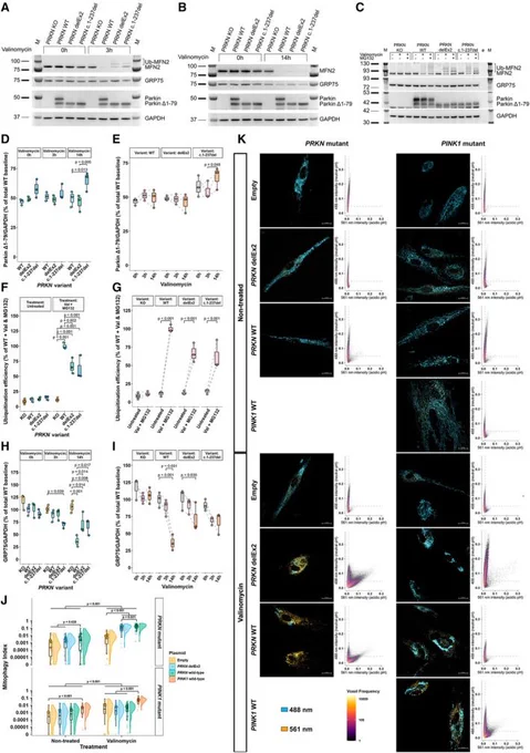 Figure from Ann Neurol paper on PRKN Parkinson's disease