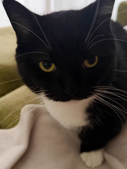 A black-and-white cat sitting on a blanket and staring at the camera