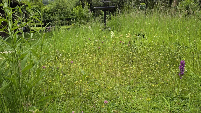 A long grass and wildflower area in my garden