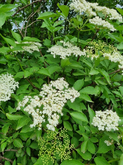 Green leaves and frothy white flat flower heads.