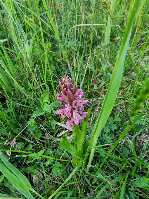 Early Marsh Orchid