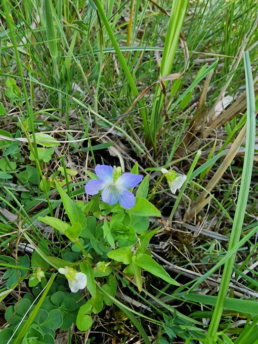 Fen Violet