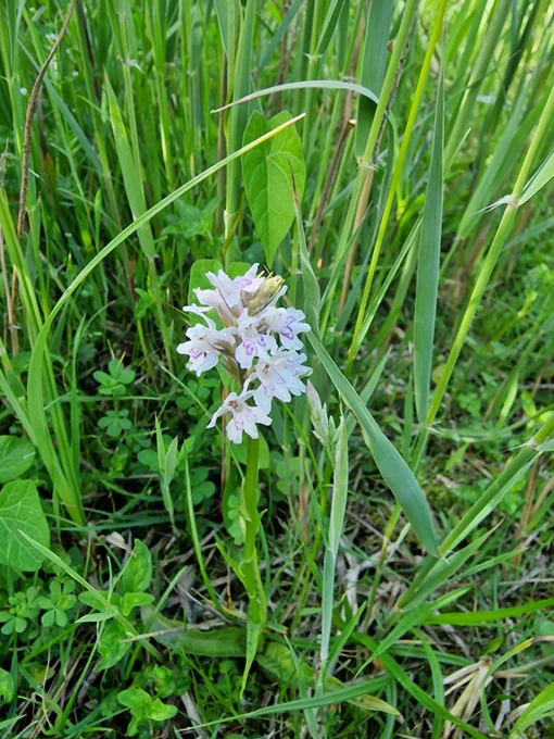 Common Spotted Orchid