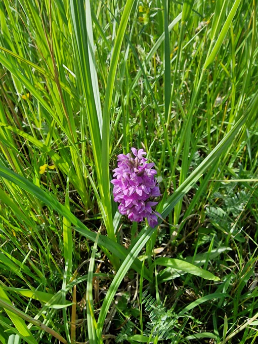 Southern Marsh Orchid