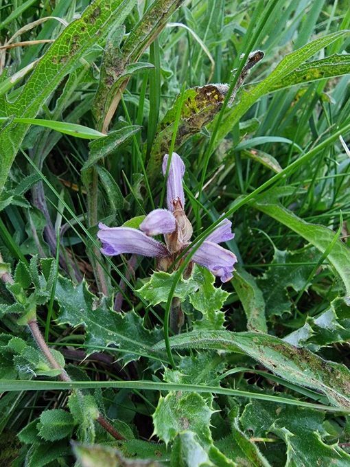 Yarrow Broomrape