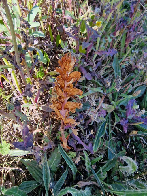 Oxtongue Broomrape