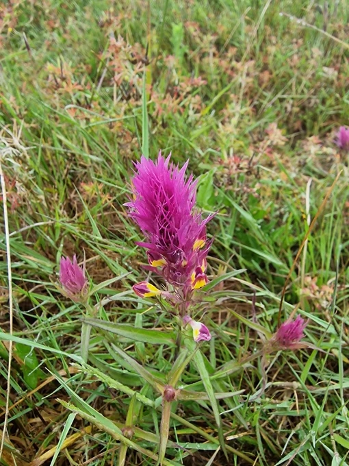 Field Cow wheat