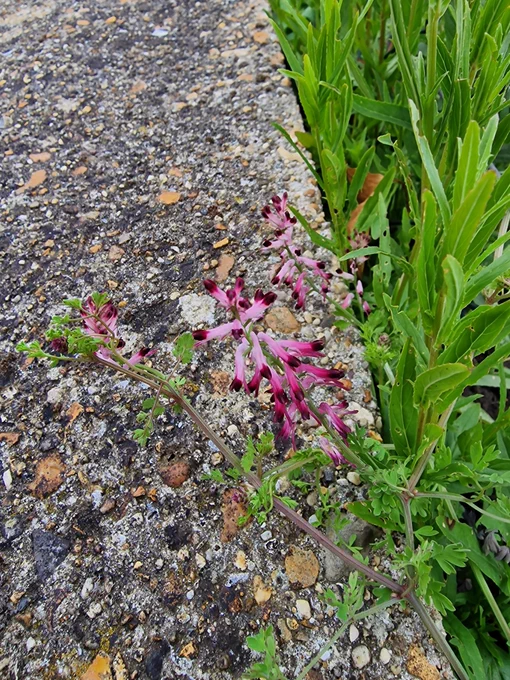 Martin's Ramping Fumitory