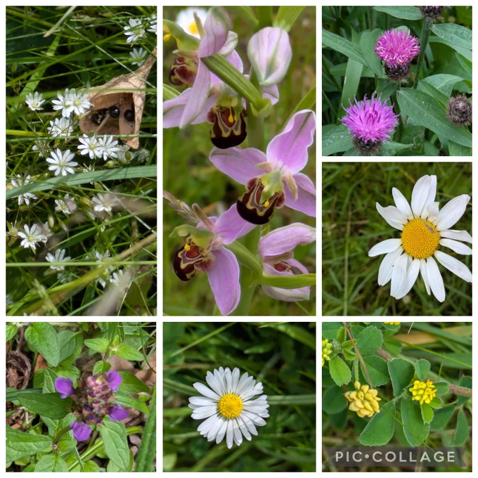 Lesser Stitchwort, Bee Orchid, Common Knapweed, Oxeye Daisy,, Black Medick, Common Daisy and Selfheal 