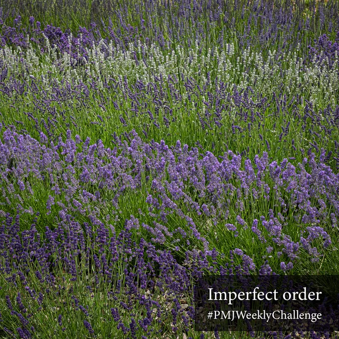 A close view of a lavender field. Rows of deep purple lavender spikes fill most of the frame, with a band of white lavender running across the upper section. Text overlaid in the bottom right reads 'Imperfect order #PMJWeeklyChallenge'.