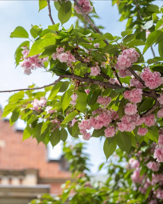 Cherry blossom branches with pink flowers and green leaves are in the foreground. In the blurred background, there's a building with red brick walls.
