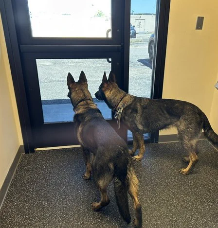 Two German Shepherd dogs standing inside a building looking out through a glass door at a sunny outdoor parking area.