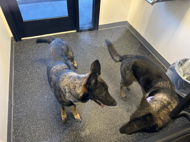 Two dark gray dogs stand in an entryway. One is panting a little. 