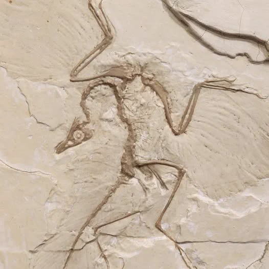 Fossilized skeleton of Archaeopteryx embedded in beige rock matrix.