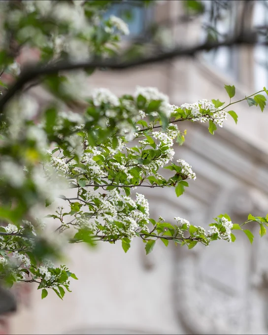 A branch of a tree with clusters of small white flowers and green leaves is in the foreground. The background is out of focus, featuring an ornate architectural detail on a building.