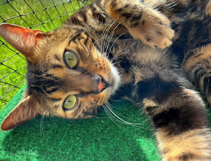 Eine Nahaufnahme zeigt einen Bengalkater mit smaragdgrünen Augen, der sich entspannt auf einer grünen Oberfläche räkelt, während im Hintergrund unscharfes Grün und ein Netz zu sehen sind.

Die Bildkomposition konzentriert sich auf das Gesicht und den Oberkörper des Katers, der den Großteil des Rahmens einnimmt. Er liegt auf der Seite, wobei sein Kopf zur linken Seite des Bildes geneigt ist und sein Körper sich nach rechts erstreckt, was eine diagonale Linie erzeugt, die dem Bild Dynamik verleiht. Die Pfoten sind leicht angewinkelt und ruhen auf der grünen Oberfläche. Der Blick des Bengalkaters ist direkt auf die Kamera gerichtet, was eine intime Verbindung mit dem Betrachter herstellt. Das Framing ist eng, was die Details des Fells und seiner Augen hervorhebt.