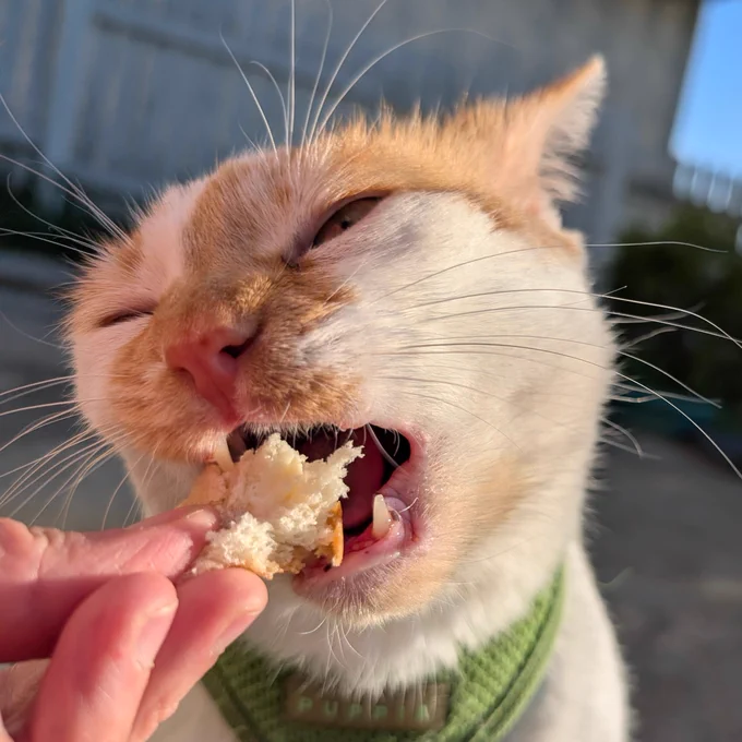 Cheddar takes a big bite out of a piece of bun with cheese being held in his mama's hand. His eyes are squinted and his mouth is open. 