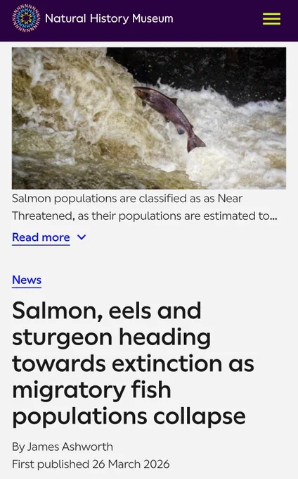 Salmon, eels and sturgeon heading towards extinction as migratory fish populations collapse

By James Ashworth
First published 26 March 2026

