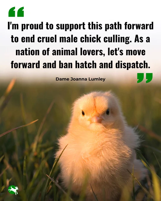 "I'm proud to support this path forward to end cruel male chick culling. As a nation of animal lovers, let's move forward and ban hatch and dispatch."  Dame Joanna Lumley.