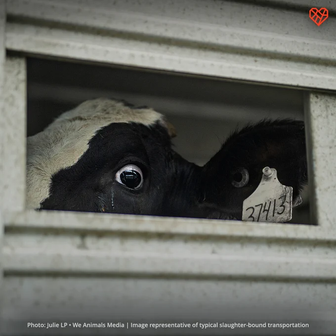 Headline: A cow designated as a cull peers through a trailer opening. She stands inside with several other cows in the auction parking lot. 