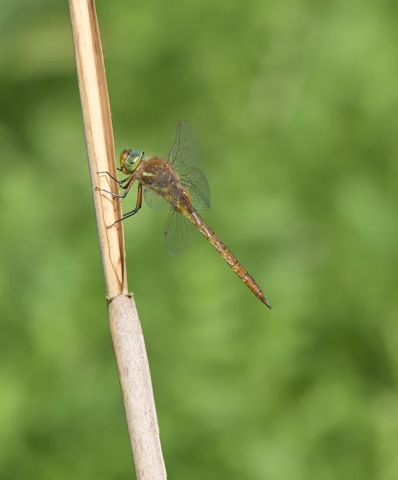 Norfolk Hawker