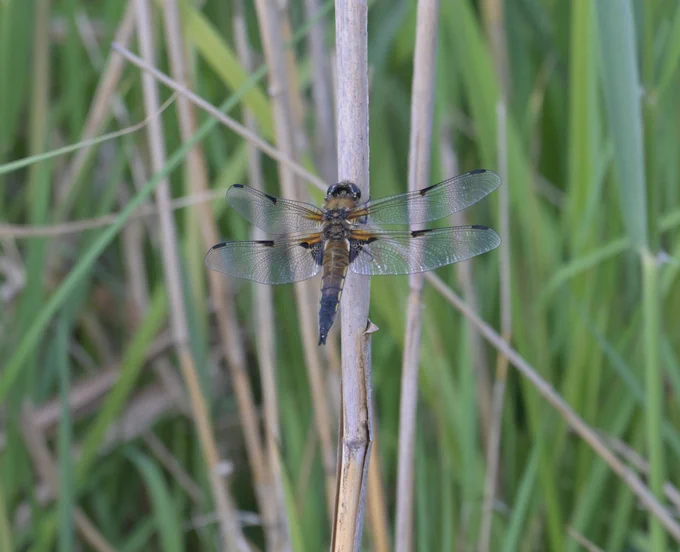 Four Spotted Chaser