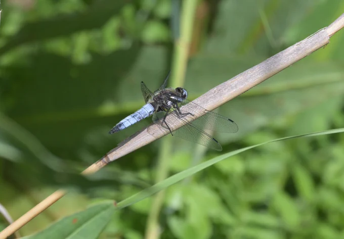 Scarce Chaser