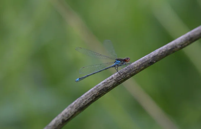 Large Red eyed Damselfly