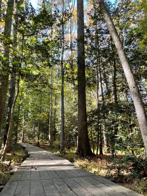 Sunlit wooden boardwalk winding through a dense forest with tall trees and green foliage.