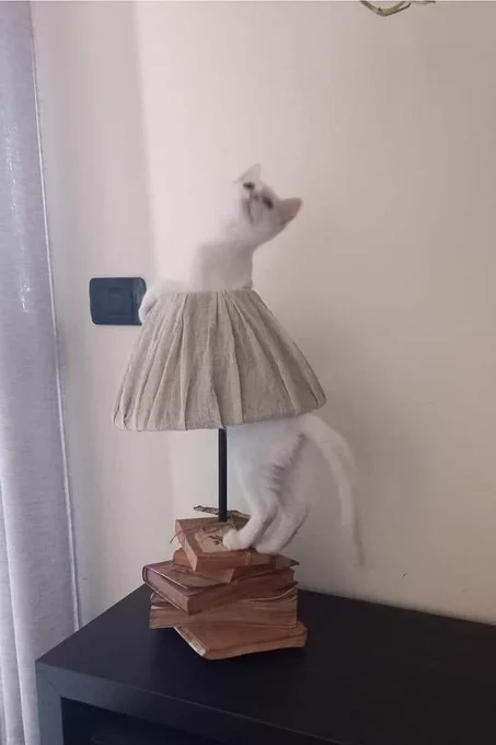 White cat inside a lamp shade