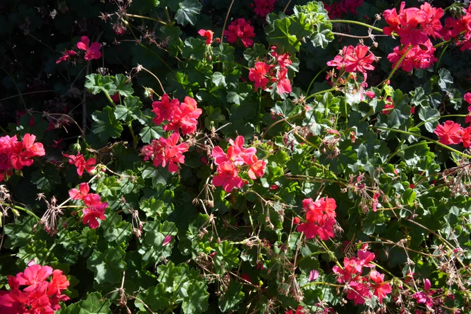 i think these are geraniums