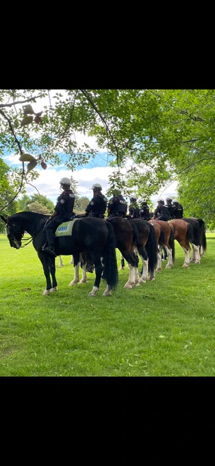 A photo from behind the line up of Toronto Police Services Mounted Unit. In the foreground and around is green grass and tree canopy.
