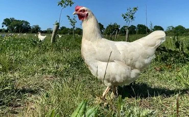 https://www.farmersguardian.com/news/4530732/egg-industry-responds-sainsburys-white-egg-shell-swap
