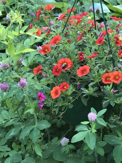 A bee sleeping in a petunia flower.