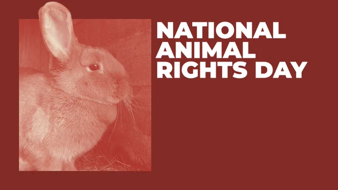 A brown rabbit sits in a wooden hutch on a bed of straw. "National Animal Rights Day" is in all caps.