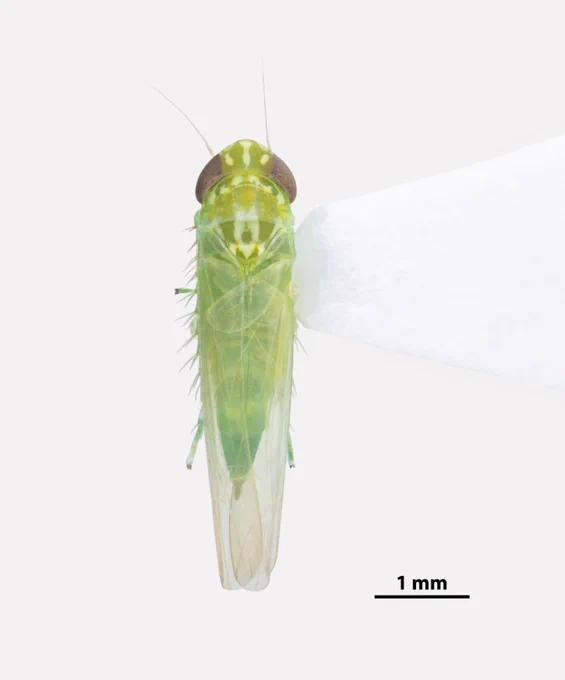 Empoasca fabae