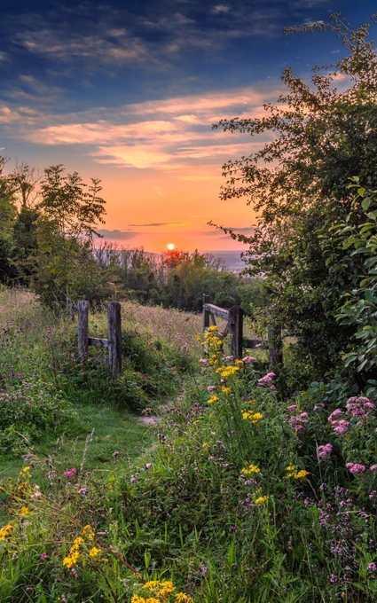 A gate on a hill surrounded by wildflowers and greenery, with the sun setting behind an orange‑blue cloudy sky.