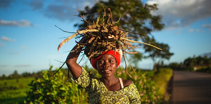 A person walking along a rural road carries a bundle of sticks on their head. They are wearing a patterned shirt and a red headscarf. The background features green vegetation and a tree under a clear blue sky.